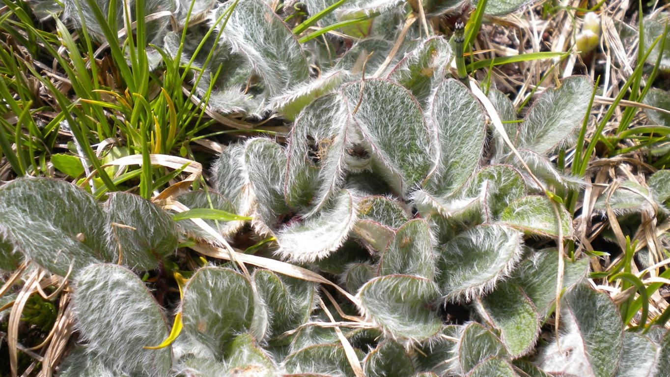 Salix reticulata / Salice reticolato